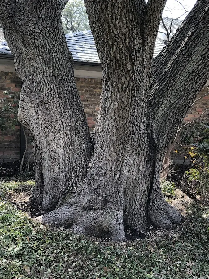 Mature heritage tree close to a Dunstable property cared for by certified arborists
